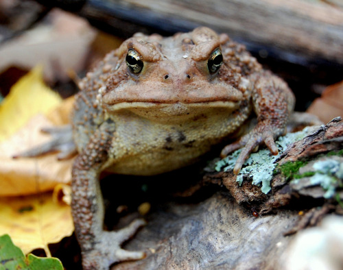 BufoToadfatchance:“It’s never the wrong time to call on Toad. Early or late he’s always the same fel