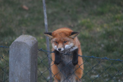 we-cant-giggle-its-a-crimescene:  emotianal:  hey you kids wanna buy some drugs  huh i guess thats what the fox says 