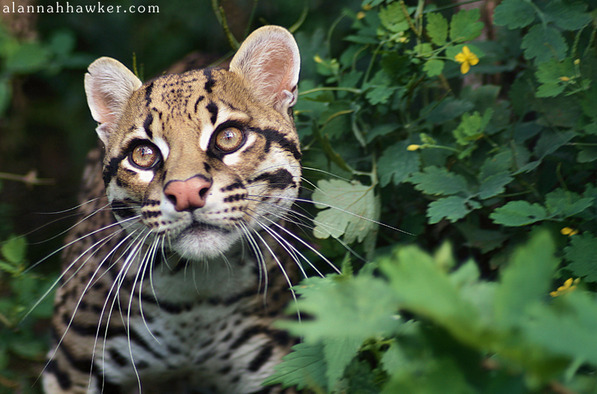 eye-of-the-cat:  (Alannah Hawker)