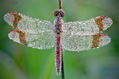 Porn photo kari-shma:  Macro Photographs of Dew-Covered