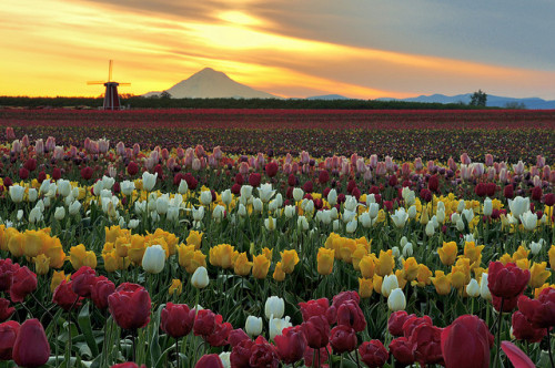 Wooden Shoe Tulip Farm in Woodburn, Oregon, USA (by Gaz Photo&rsquo;s).