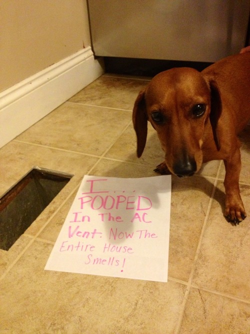 dogshaming:I Pooped in the A/C Vent and now the entire house smells.I would sooooo put my dog outsid