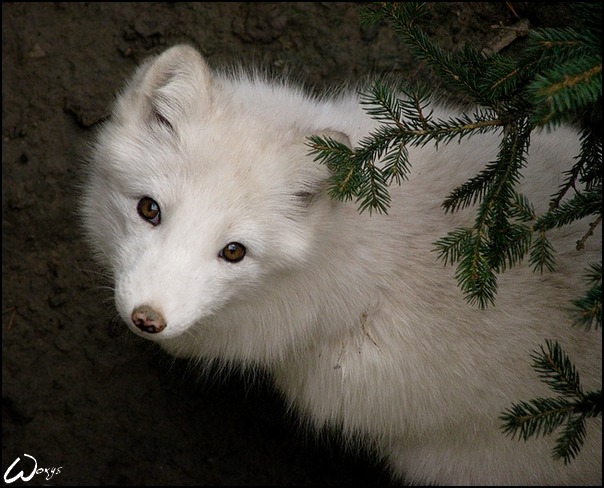 beasts-of-prey:  Fluffy and curious baby fox    Omg