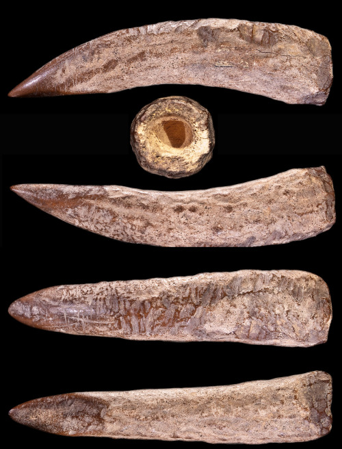 Prehistoric tool made from the horn of a reindeer, from the Ariège portion of southern France. Multi