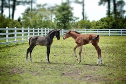 Hunterfairytails:  Fair-Winds-And-All-I-See:  Love His Ears And Her Cute And Bossy