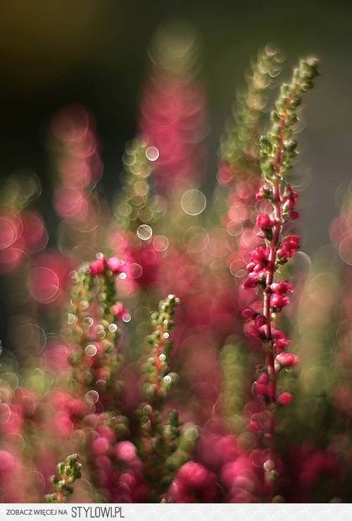 mochacafe:  (via ohsopictures)