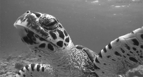 godshideouscreation:  hur-ley:  tele-pathetic-ly:  emiloudetwiler:  musicfreakslove:  It looks like he’s talking and filming himself. Vlogging turtle.  Hey, I’m turtle, let me show you around my crib.  here’s the pool  ^ Hahahahaa  Over here is