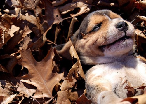 This is exactly how I feel about fall as well