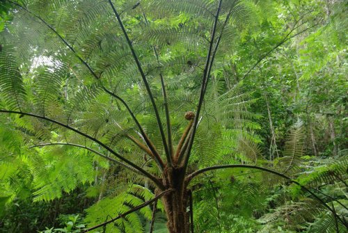 zosdenia:  Pratushali, Peru, Selva Central, region Junin  want more posts like this? check out my bl
