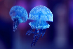 thedaintysquid:  2 willowy jellies by yuki on Flickr.