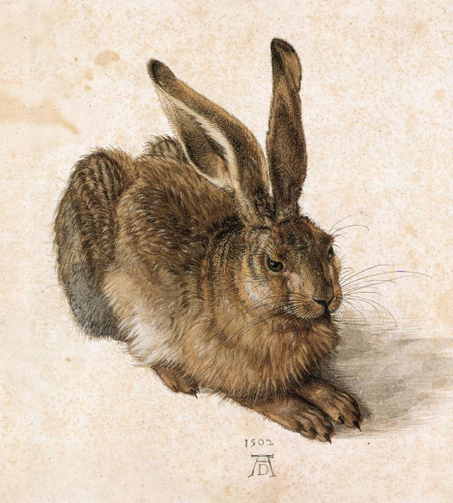 bastardeyes:Albrecht Dürer - Young Hare, 1502