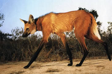 annatherabidmarmotsqueen:  icriedatanokapi:  Maned Wolf Maned wolves are the tallest wild canid in the world, standing over 3 feet tall at the shoulder. They are also the largest canid in South America, measuring 4 feet long and 44-55 pounds. The maned