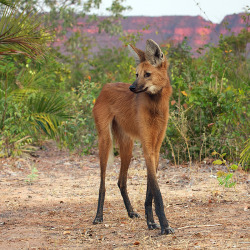 annatherabidmarmotsqueen:  icriedatanokapi:  Maned Wolf Maned wolves are the tallest wild canid in the world, standing over 3 feet tall at the shoulder. They are also the largest canid in South America, measuring 4 feet long and 44-55 pounds. The maned