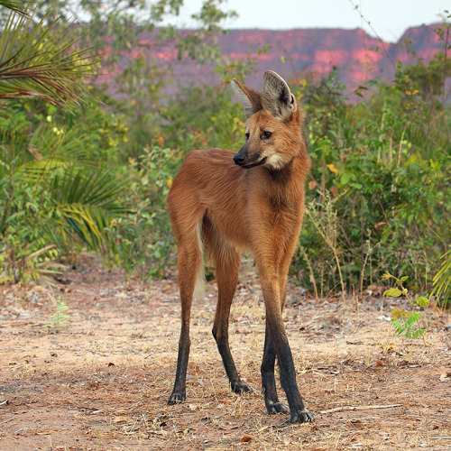 icriedatanokapi: Maned Wolf Maned wolves are the tallest wild canid in the world, standing over 3 fe