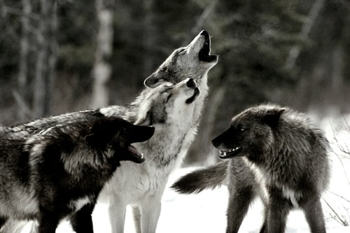 XXX ~howls~ …and out come the wolves photo