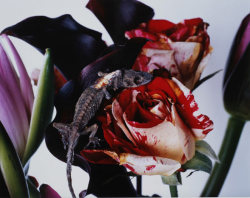 raveneuse:  NOBUYOSHI ARAKI 