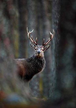 magicalnaturetour:   ‘Red Deer Stag In