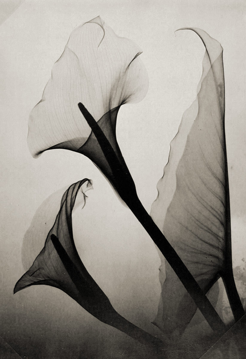 sicksin:  Untitled (Calla Lily X-Ray) by Thomas W. Louyle, 1930 