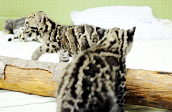dailyanimals:  [x] 