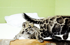 dailyanimals:  [x] 