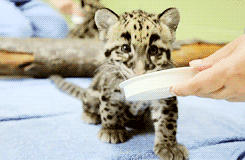 dailyanimals:  [x] 