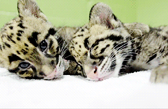 dailyanimals:  [x] 