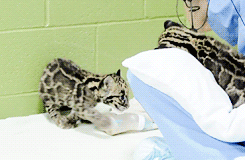 dailyanimals:  [x] 