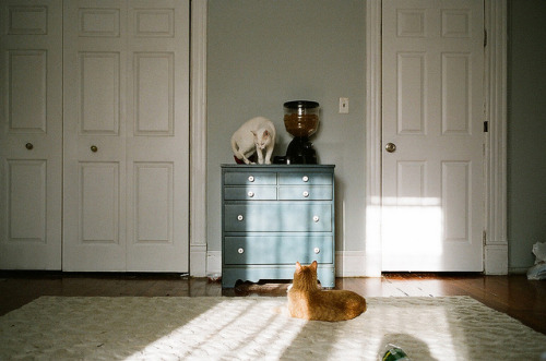 left-nut:Cats by Christopher Michael Poole on Flickr.