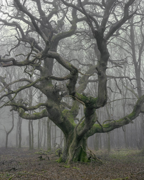 rorschachx:Oak in winter mist - Savernake Forest | image by Joseph Wright