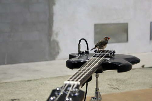 ruineshumaines:  From here  to ear (version 15) @ HangarBicocca, Milan, Italy. Site-specific installation by Céleste Boursier-Mougenot, curated by Andrea Lissoni. Videos here and here.   French musician and composer Céleste Boursier-Mougenot creates
