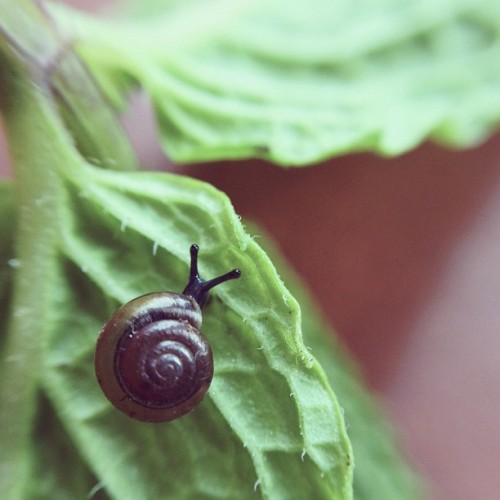 This is my new pet snail, Marcel. His shell is 3mm wide. (Taken with Instagram)