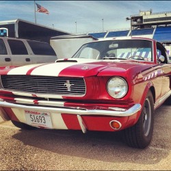 saltypatina:  Mean ‘ol mustang. Signed