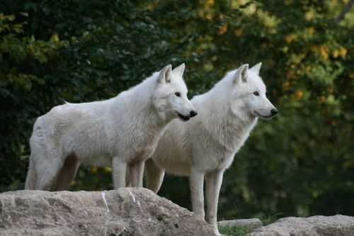 arctic wolf