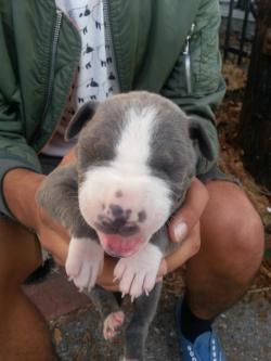 handsomedogs:  Baby Blue Nose Pitbull. :)