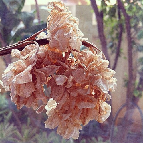 Indoor Season . #flowers #nature #beauty #fall #earlier #focustest. (Taken with Instagram)