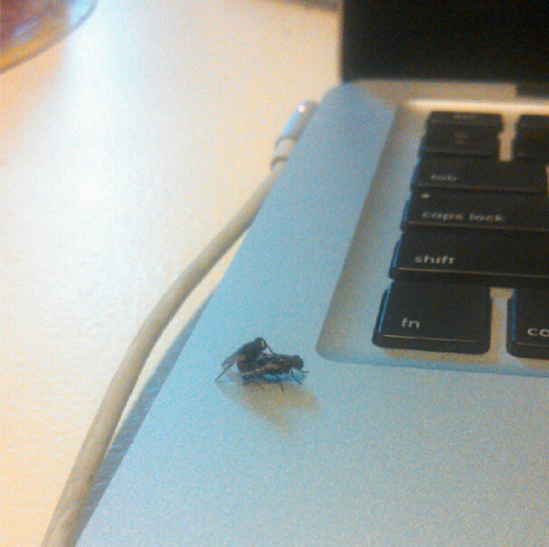 the-mushroom-king: omvr: bruh these flies were fuckin on my laptop earlier Talk about pda