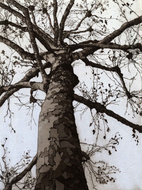 Chrissy Norman（British）
London Plane
“A partner to Silver Birch, Winter this image was inspired by a tree I spotted whilst visiting Tate Britain one November.” © Chrissy Norman