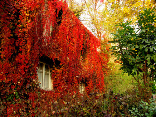 House covered in autumn colours in Haskovo, Bulgaria (by Rumena Zlatkova).