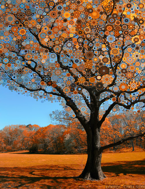 marukido:  LARRY CARLSON, Orange Star Tree, digital photography, 2010.