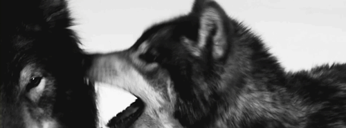 Te Quiero Lobito…
