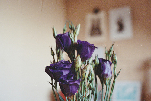 greyveins:  untitled by ismay.ozga on Flickr. 