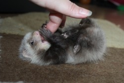 Mynameismad:  Myurlsmellsofspookymahogany:  Unseenbymosteyes18:  Cutest Ferret Ever.