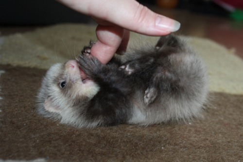 americangothgirl:  myurlsmellsofspookymahogany:  unseenbymosteyes18:  Cutest Ferret EVER.  The littlest ferret.  Behbeh.  me