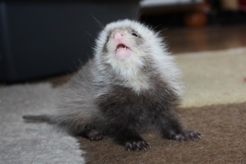 americangothgirl:  myurlsmellsofspookymahogany:  unseenbymosteyes18:  Cutest Ferret EVER.  The littlest ferret.  Behbeh.  me