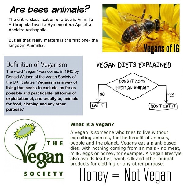 Is Beeswax Vegan? Bee Exploitation and Debate in the Vegan Community