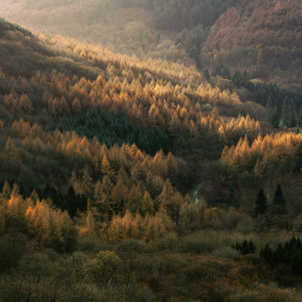 dormio:  Larches, Tim Parkin