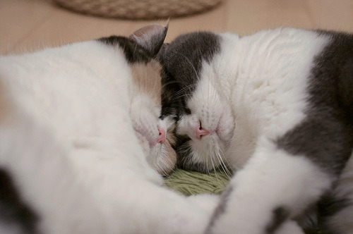 catp0rn:Oh my gosh look at their little squished faces :-3