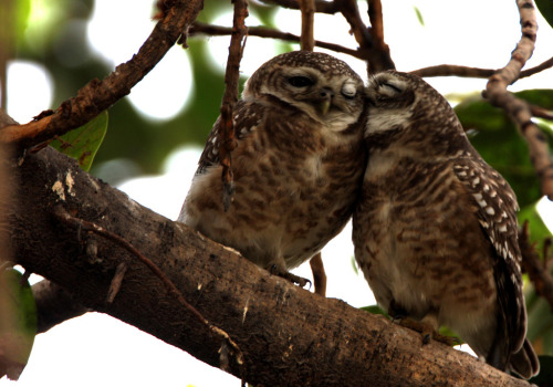 owlday:  Spotted Owlet