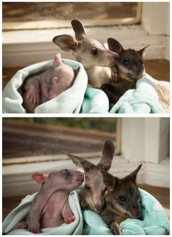 thedailywhat:  Early Bird Special: Remember Anzac the joey and Peggy the wombat,the marsupial orphans who were rescued and became besties? Now they’ve got a third lil pal — meet Cupcake the swamp wallaby, who like her pals, was orphaned when a car