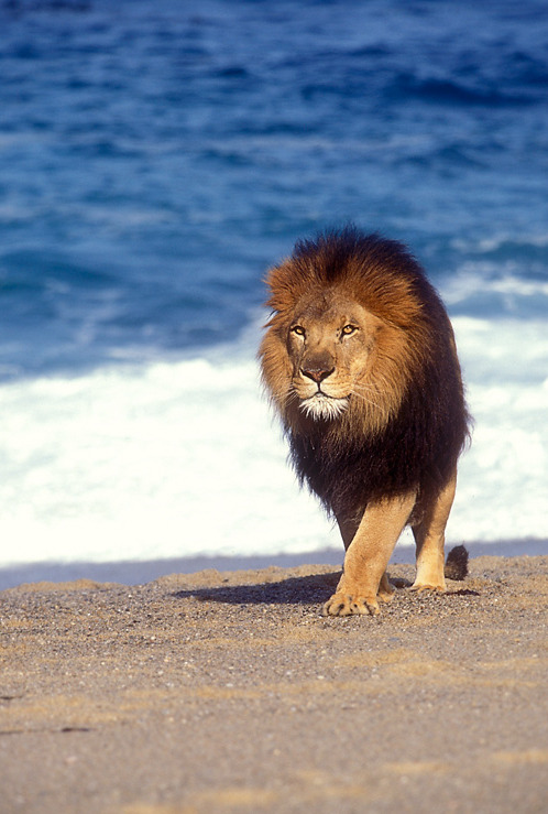 plagved:  idk how a lion gets on a beach, but its perfect